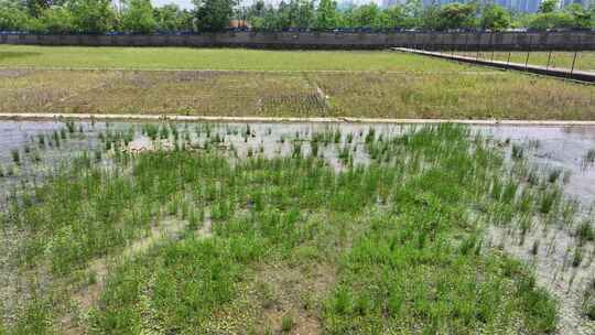 武汉大学水稻试验基地