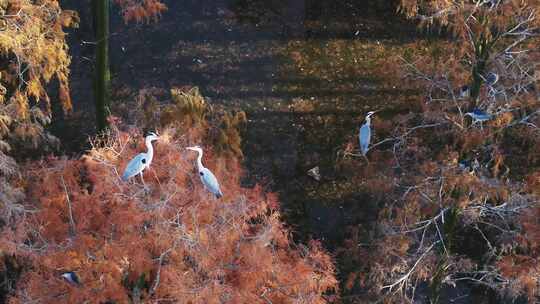 湖北涨渡湖秋天湿地对立站白鹭飞走航拍视频素材模板下载