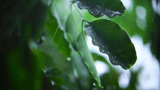 微距拍摄雨水打在植物叶子上视频素材模板下载