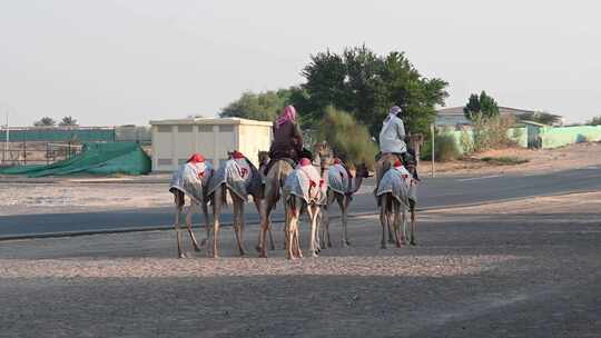 一带一路沙漠骆驼丝绸之路视频素材模板下载