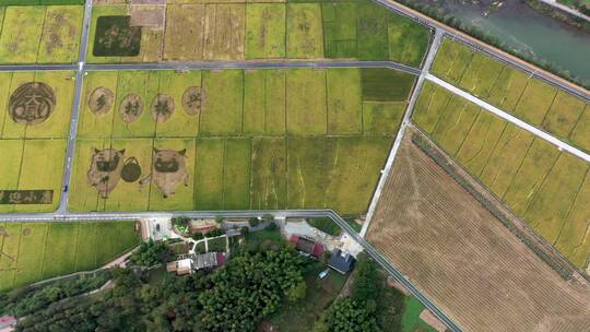 大同建德稻香小镇秋季稻田田园风光