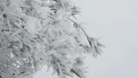 覆雪松树特写