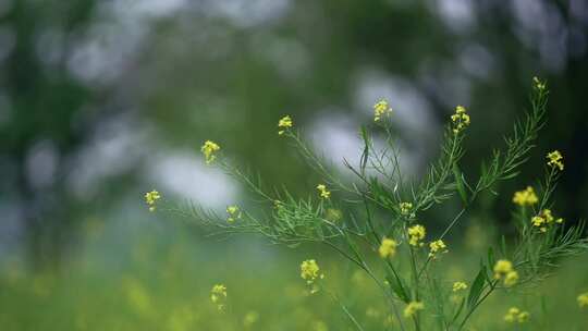 春天油菜花