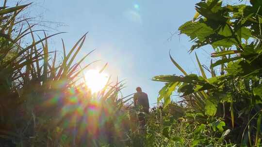 草丛行走脚步视频素材模板下载