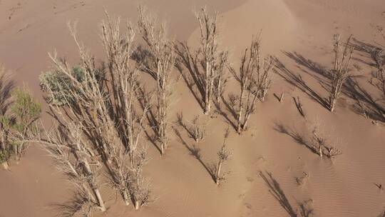 沙漠枯萎白杨树林