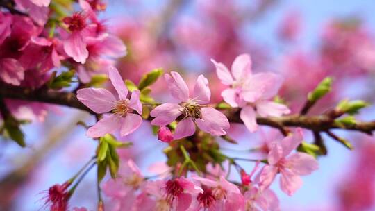 油菜花 春游踏青 游玩公园视频素材模板下载