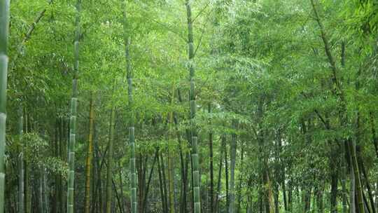 下雨天竹林景观特写，竹节挺拔竹叶繁茂