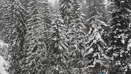 积雪覆盖的树木景观视频素材模板下载