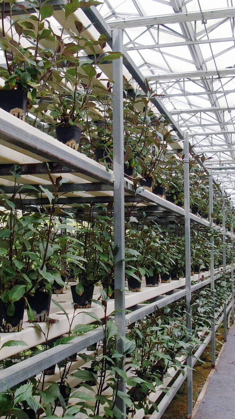 大棚农业种植蔬菜基地