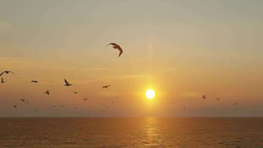 夕阳下的海鸥群