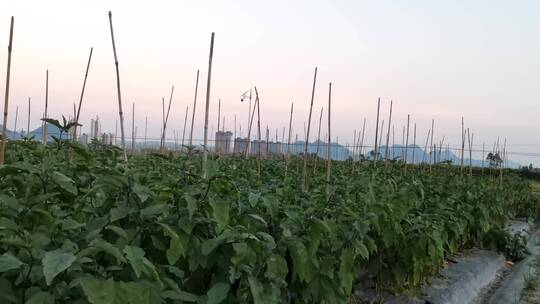 茄子种植基地