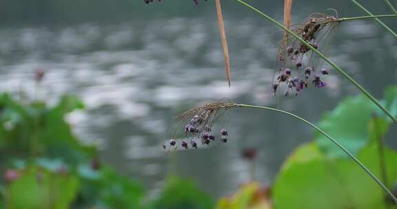 湖边野生植物野花果实