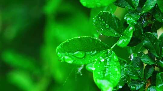 春天绿色植物春雨雨丝