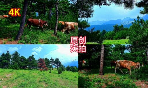 大山风景，自由自在吃草的牛群高清在线视频素材下载