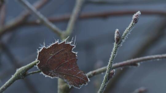 冬天来了结冰结霜植物被冻