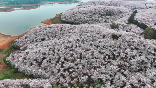 4K航拍安顺平坝区樱花盛开风景