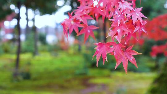 日本京都金福寺风景视频素材