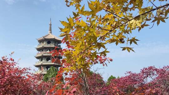 济南红叶谷景区，红叶满山迎来最佳观赏