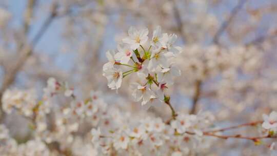 白色樱花特写