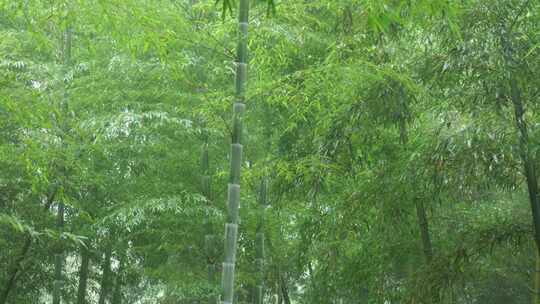 下雨天茂密的竹林枝叶繁茂生机勃勃的景象