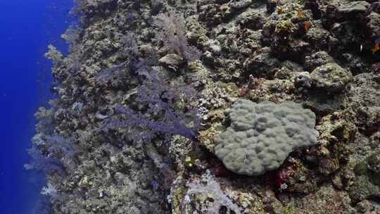 鱼类，水下，海洋生物，海洋生物