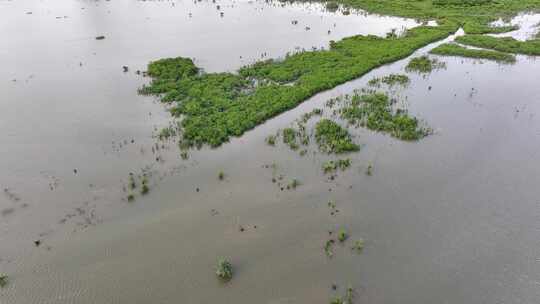 4K航拍深圳福田红树林湿地保护区