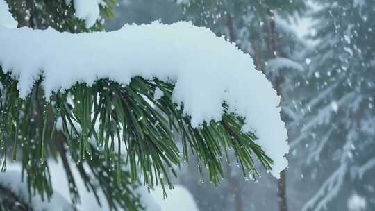 冬雪初降 银装素裹 松林冰挂 冷峻奇景