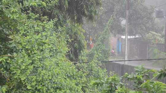 树叶  植物 雨