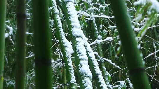 覆盖满雪的竹根