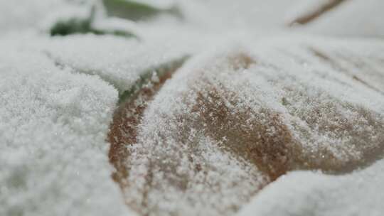 花、冰、融化、雪