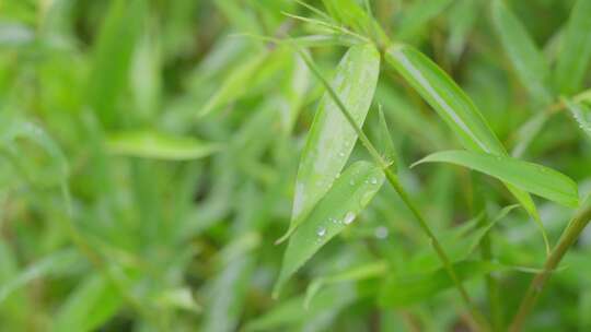 下雨天雨滴打湿竹叶，绿色清新自然