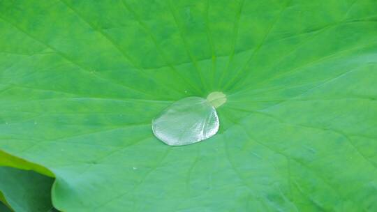 下雨荷叶上的水珠露珠露水