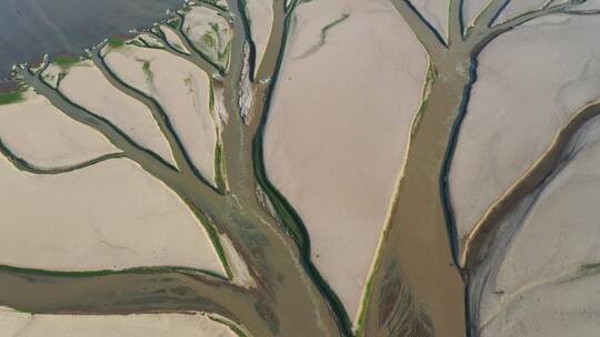 鄱阳湖枯水期沙洲上显现生命之树的特写航拍