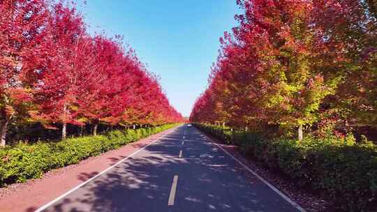 【14分钟】南京六合枫彩漫城秋景 红枫林