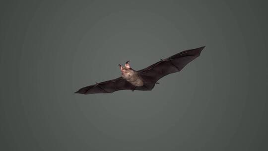 夜行动物 蝙蝠 3D动画 小菊头蝠 超声波