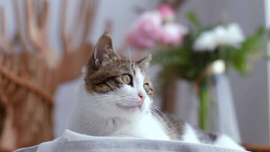 清新唯美猫咪视频，宠物萌宠4K视频素材视频素材模板下载