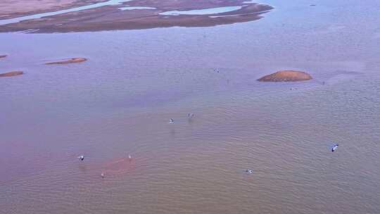 鄱阳湖湿地候鸟自然风光