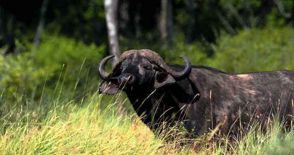 非洲肯尼亚野生动物