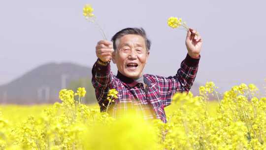 油菜花航拍特写无蝴蝶