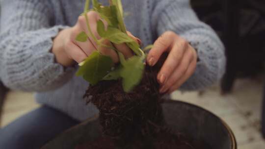 植物根，园丁，园艺，土壤