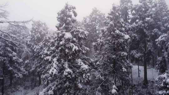 雾中积雪覆盖的树林景观