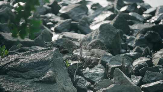 深圳湾生态鸟滩涂