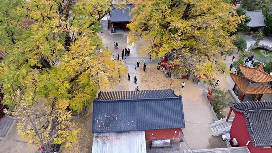 航拍平顶山文殊寺银杏