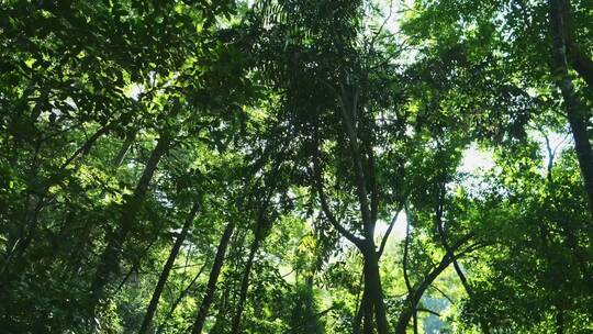 阳光穿过森林树木茂密丛林绿色自然风景