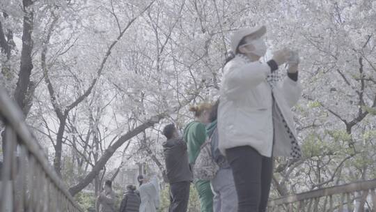 济南五龙潭 百花公园 春日素材