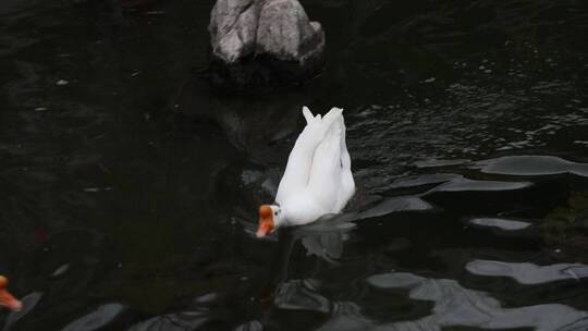 王羲之故居洗砚池中的白鹅在水里游来游去