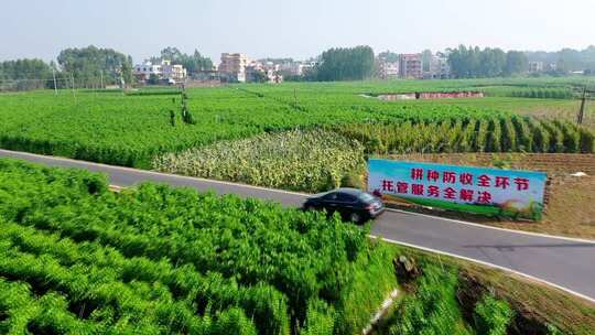 乡村公路旁的绿色农田景象
