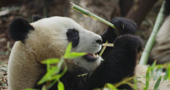 吃竹叶的大熊猫