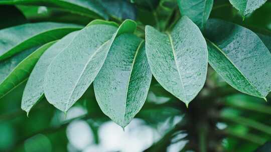 下雨天树叶上的雨水雨滴水珠，慢镜头