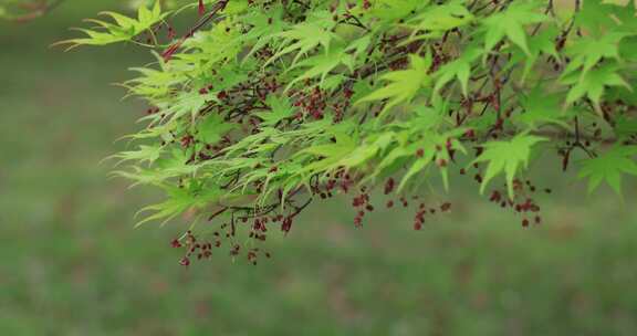 春天唯美枫叶嫩叶枫树开花枫树花